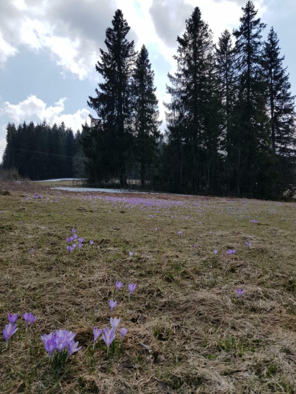 Willa Smiechowka Kościelisko Exterior foto